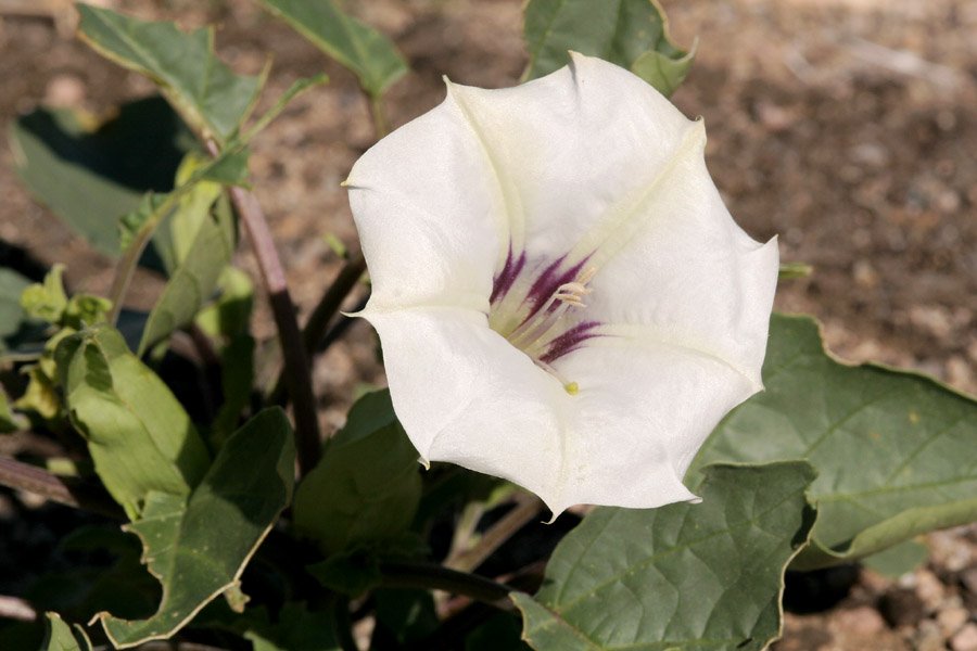 The Genus Datura — Spadefoot Nursery, Inc.